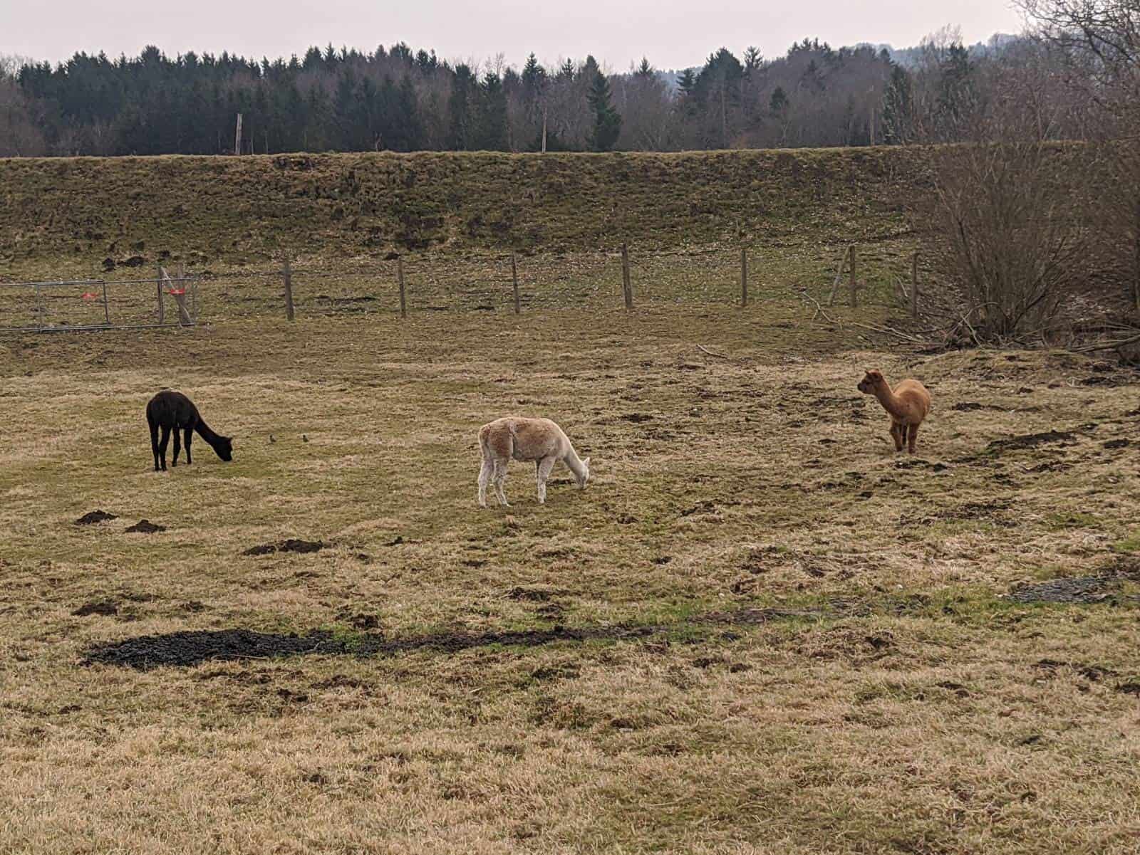 Ah, the native alpaca population!